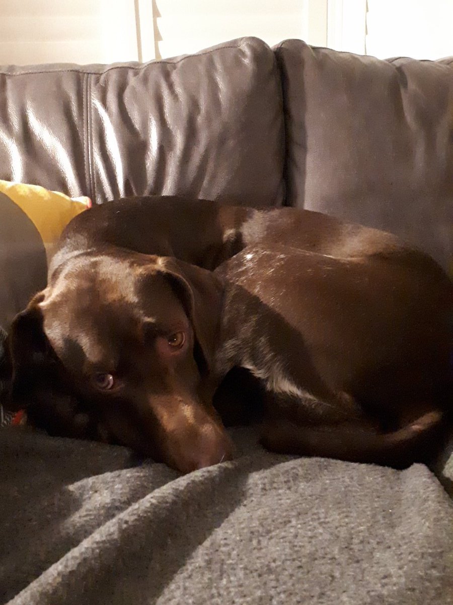 Being office dog for the day has taken its toll. I can barely keep my eyes open! I did get 100's of cuddles and secret bits of bacon from the human's bacon butties. I'll be back next week!!! #officedogs #gsp