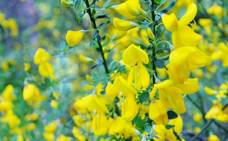 花 3月30日の花 エニシダ 花言葉 清潔 マメ科エニシダ属 渡来 江戸時代 花期 5月 6月 原産地 ヨーロッパ その黄金色は心の闇や弱さに打ち勝つ 精神的な太陽の象徴であり 誇り高さを象徴するものとして 中世イングランド王朝の紋章でもあっ 花 3月30日の花 エニシダ 花言葉 清潔 マメ科エニシダ属 渡来 江戸時代 花期 5月 6月 原産地 ヨーロッパ その黄金色は心の闇や弱さに打ち勝つ 精神的な太陽の象徴であり 誇り高さを象徴するものとして 中世イングランド王朝の紋章でもあっ