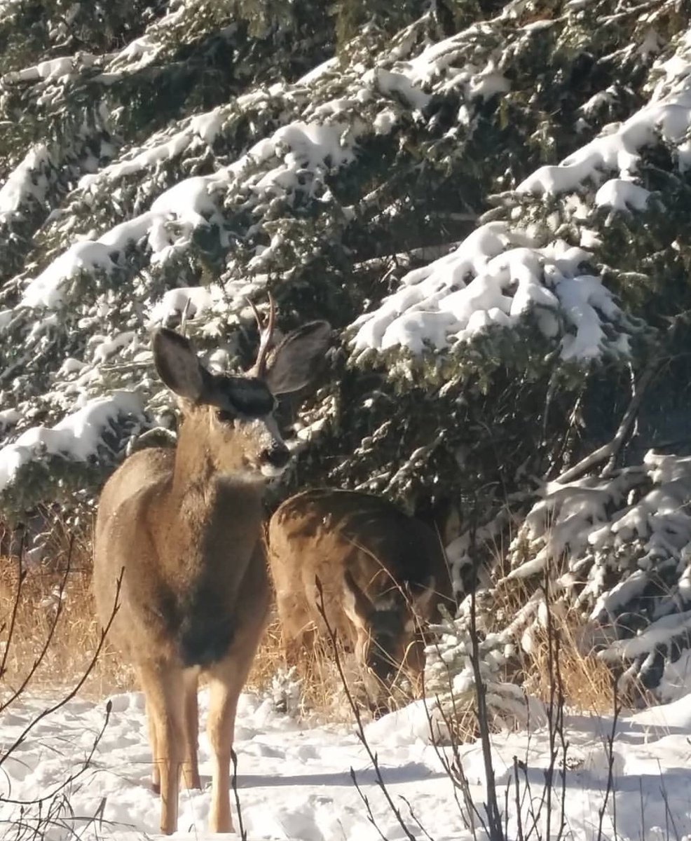 Banff_ski's tweet photo. Wild life watch 🦌 Animals are starting to stir in the National Park. Bears have been reported to be awake and roaming. Keep an eye out 🐻 https://t.co/1iee3kgxj2