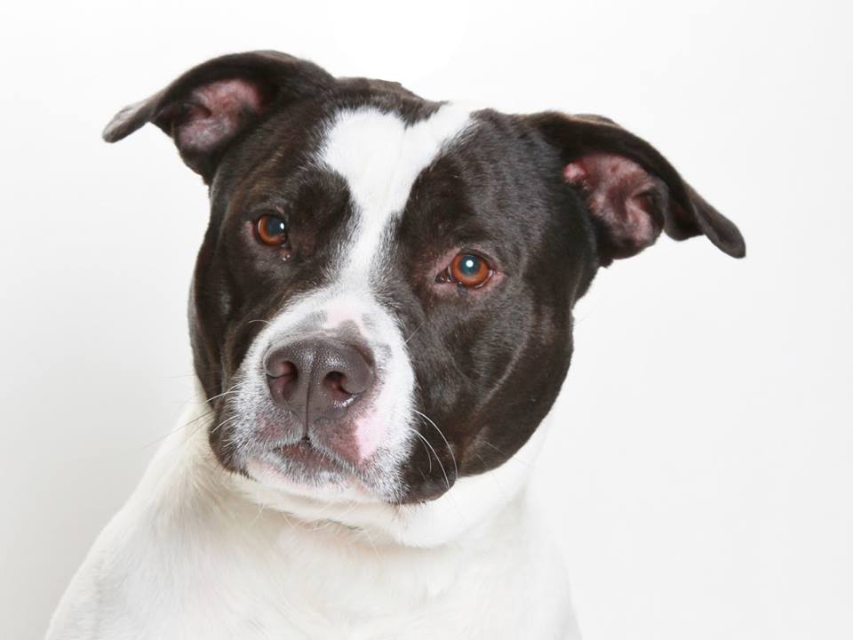 North Shore Animal League America tweet media