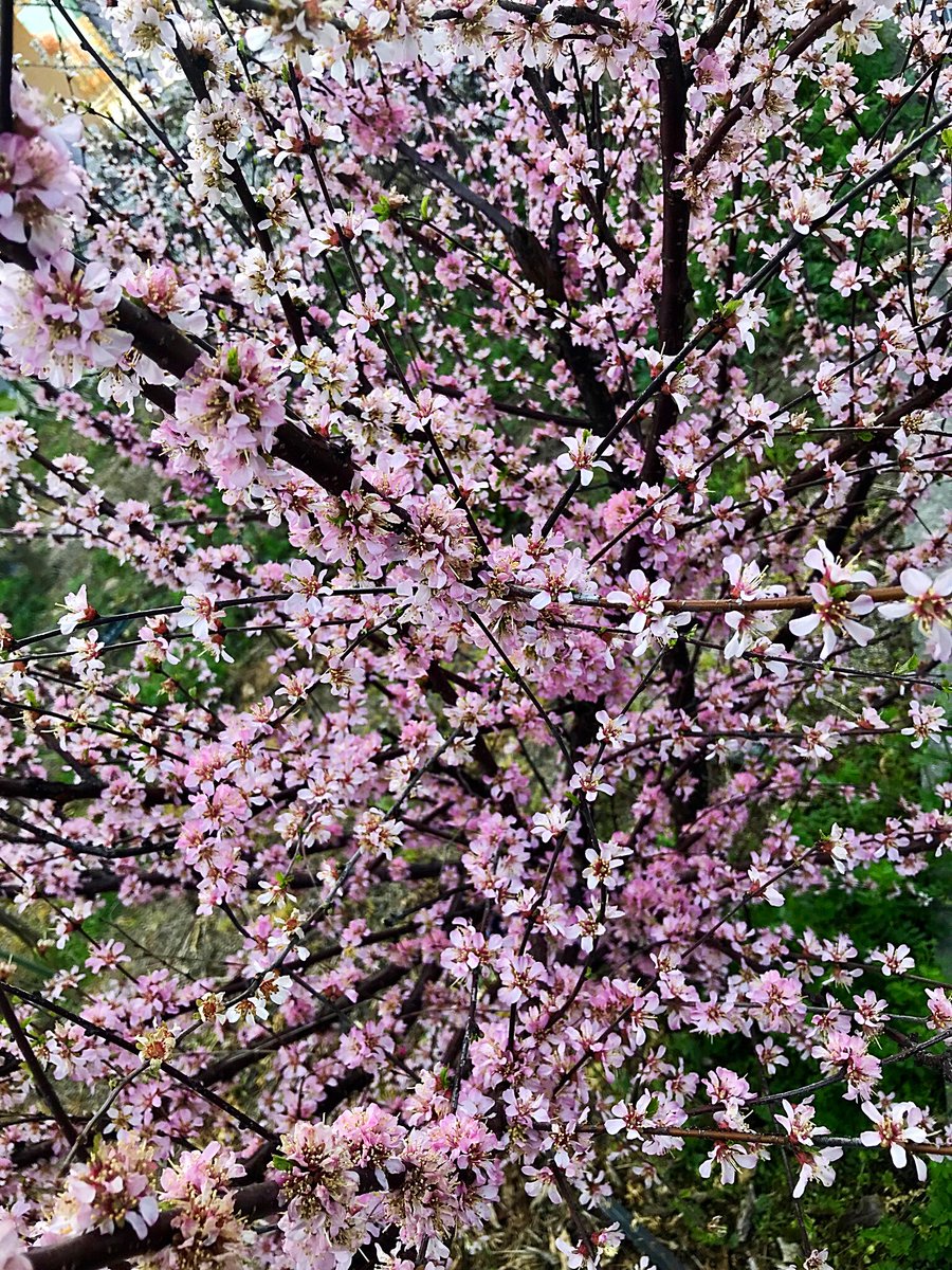 Cloudsailor 星羅の一日一花 Twitter પર ユスラウメ 梅桃 山桜桃梅 の花 サクランボに似た赤い小さな実をつける 花もきれい Nanking Cherry Prunus Tomentosa Flowers Fleurs