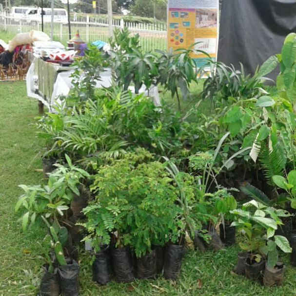 Entebbe Botanical Gardens tweet media