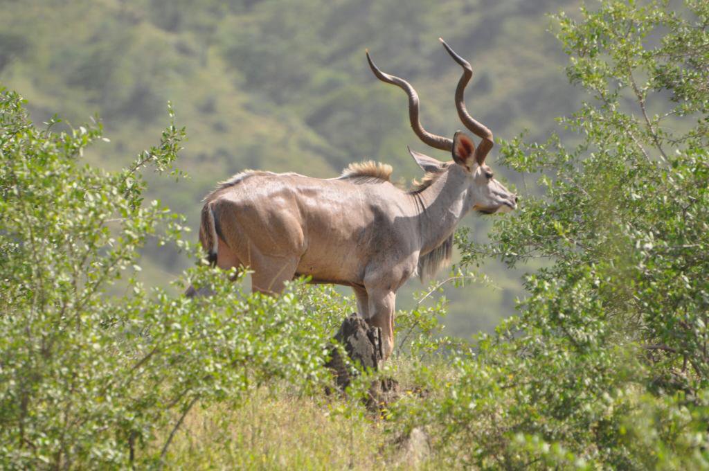  ERITREA  IS BEAUTIFUL on Twitter Eritrea  WWF Protect 