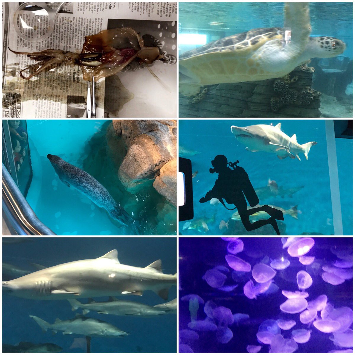 MrsPoke_8's tweet photo. 3rd grade LOVED learning about animal adaptations today at The Martime Aquarium!! 🐟 🦈 🐙 #ktm100 https://t.co/euacpq0zq9