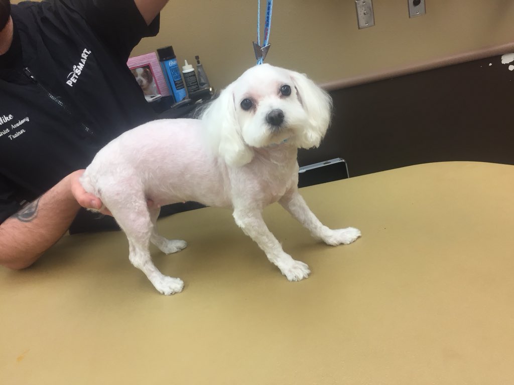 #northeastgrooming #cne #1800 #extrememakeover this beautiful baby hasn’t been groomed in six months and came in very matted. She was groomed by our academy student Becca!