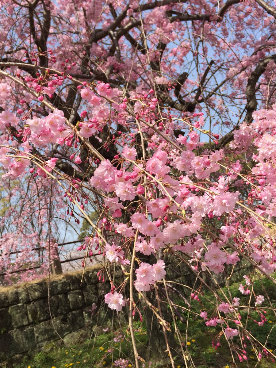 NxRvz's tweet photo. 昨日の福岡市舞鶴公園🌸
汗かきかきお花見してきました🏯🌸🌸🌸 https://t.co/w5Xve9dPWl
