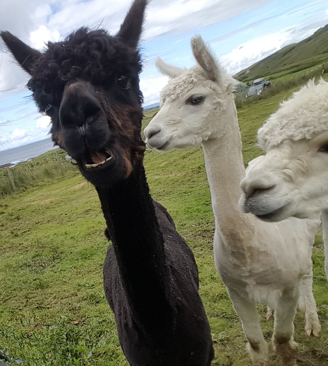 reggie_bus's tweet photo. lamas in pjamas ,meet the cousins
#lamaparty https://t.co/oyRDmmJyGk