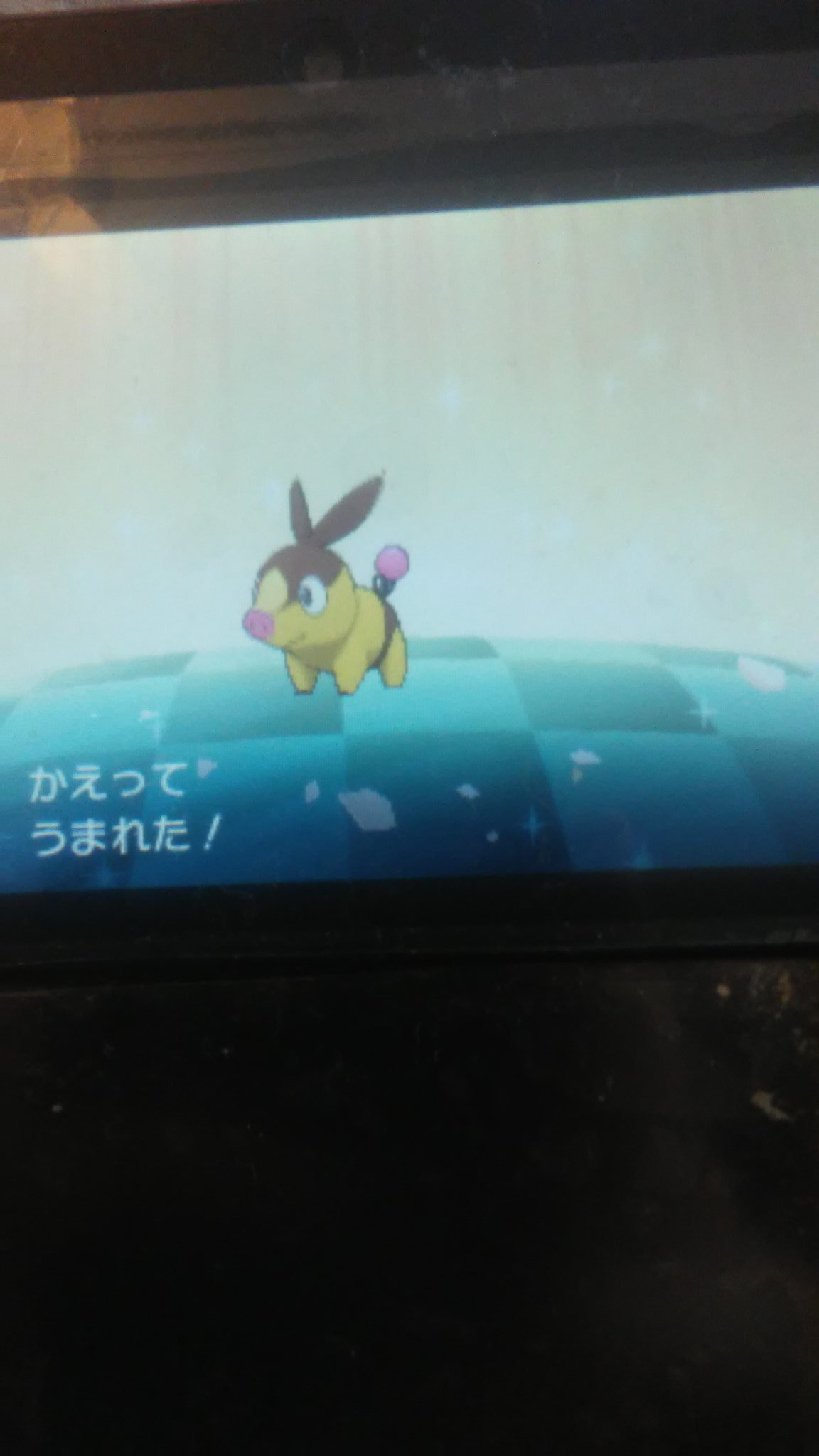 リナ 国際孵化で 色違いのポカブをゲット ポカブの卵を15個目で 色違いの子が産まれた 今回はうちのポカブ あかいいと持ち と外国産のメタモン かわらずのいし持ち を使ったよ ポケモンウルトラサンムーン ポケモンウルトラサン ウルトラムーン