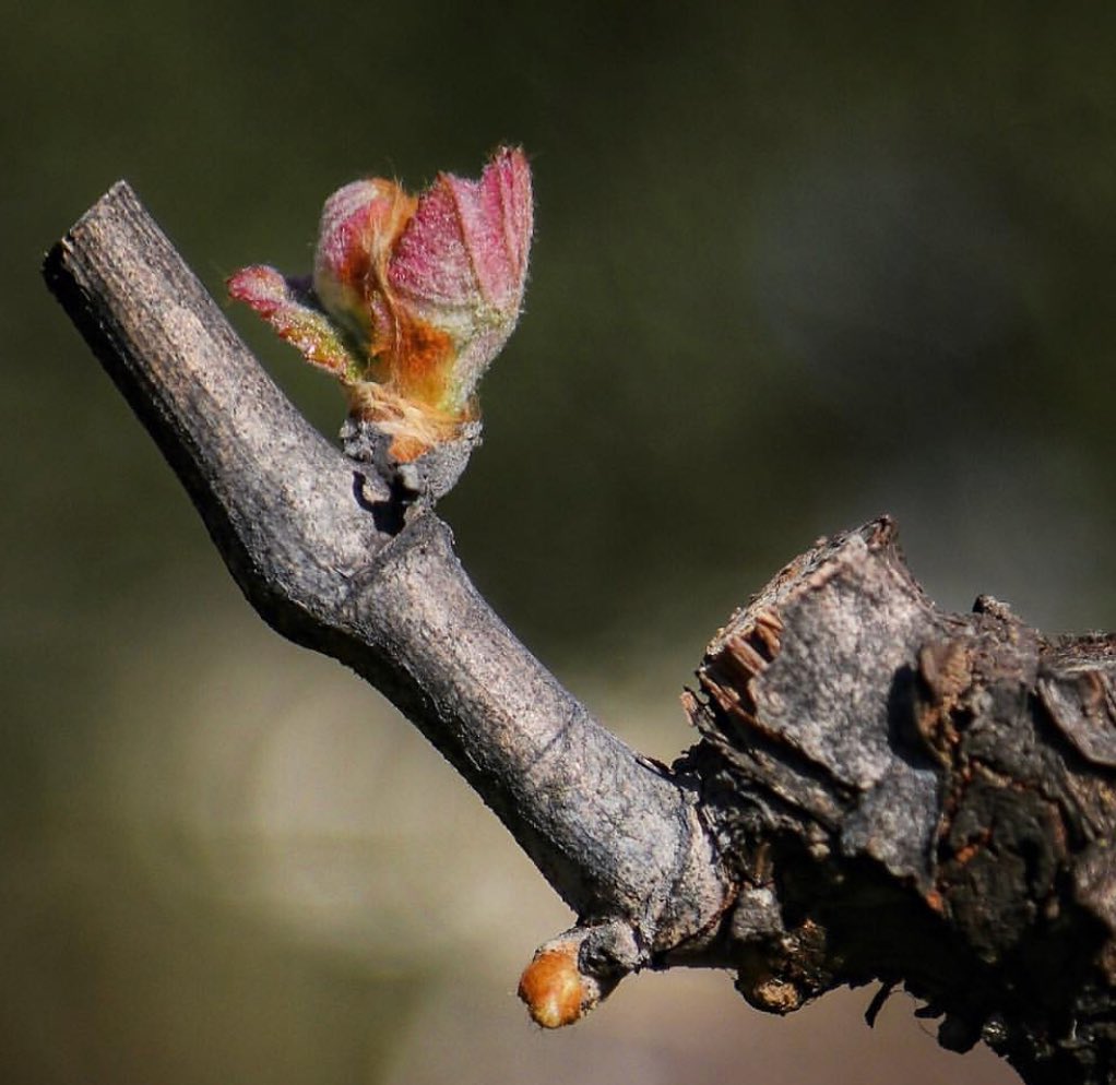 WineMeAway's tweet photo. A beautiful sight. Across the valley in beautiful Napa Valley, Russian River, Dry Creek and beyond..the beginnings. #budbreak #flowering #fruitset #letsmakewine🍷 📷@spottswoodewinery https://t.co/n0z9ByQjsE