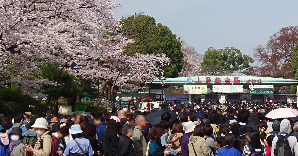 上野動物園 公式 Twitter वर 混雑注意 本日3月30日 金 4月1日 日 は 上野恩賜公園内でイベントが開催されるため 上野動物園 の表門前は開園前から大変混雑する恐れがあります くれぐれも お気をつけてお越しください 写真は最近の表門前です 本日の様子 上野動物園 公式 Twitter वर 混雑注意 本日3月30日 金 4月1日 日 は 上野恩賜公園内でイベントが開催されるため 上野動物園 の表門前は開園前から大変混雑する恐れがあります くれぐれも お気をつけてお越しください 写真は最近の表門前です 本日の様子