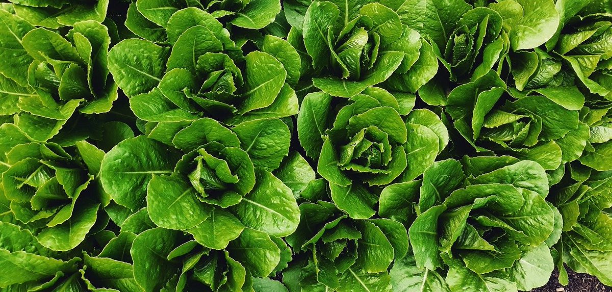 Just received! At Hungarian Kosher Foods... another shipment of locally grown, cleaned and checked Kosher Romaine Lettuce in 5 lb. boxes! Hurry in today!