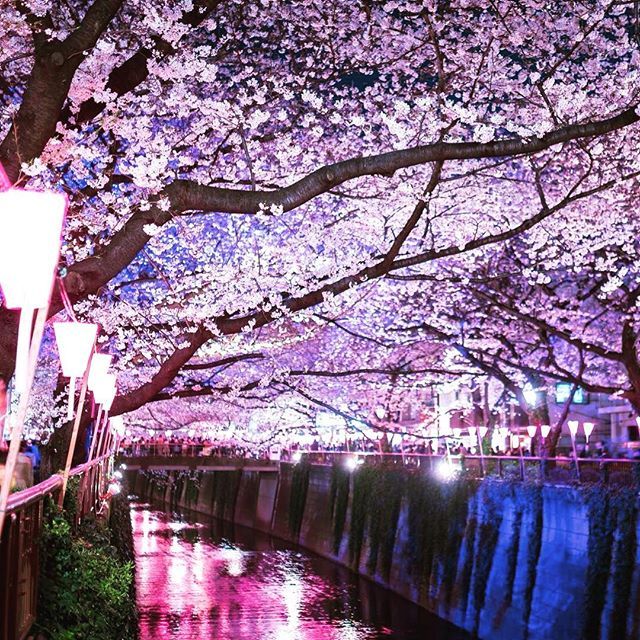 #桜 #cherryblossom #川 #river #夜桜 #日本 #春 #japan #spring #urban-village #アーバンビレッジ