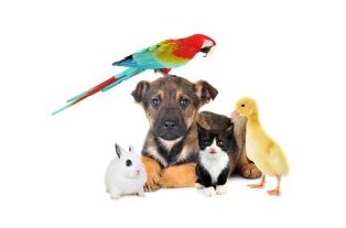 PremiumPaperbox's tweet image. Have a Pet shop? Selling Pet Supplies? How are you designing your packaging boxes? #CustomizedBoxes #MiamiBoxes #PharmaceuticalBoxes  #CosmeticBoxes #WineBoxes
Let us help you in customizing your box! Call us at: (305) 691-1468 or send us an email at: info@premiumpb.com