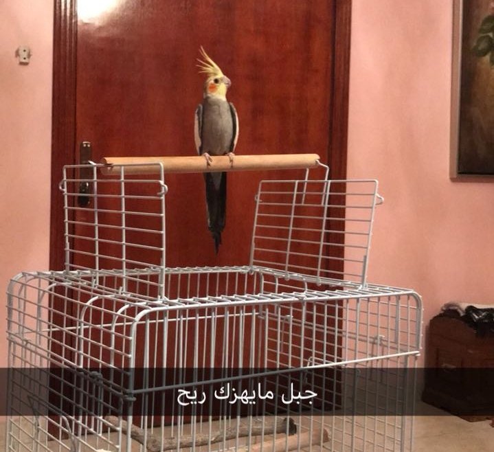 Fareed Rezaei 🇬🇧 tweet media