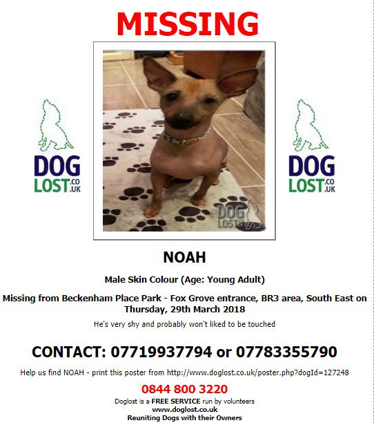 DogLostUK's tweet photo. https://t.co/jt1sXwNKjV
#LOST NOAH Male
#PeruvianHairless
#Beckenham #BR3 area, Thursday, 29th March 2018
#LostDog #ScanMe
https://t.co/DxVWFfo4v9 @VetsGetScanning @SAMPAuk_ https://t.co/t3RBLnVRaD