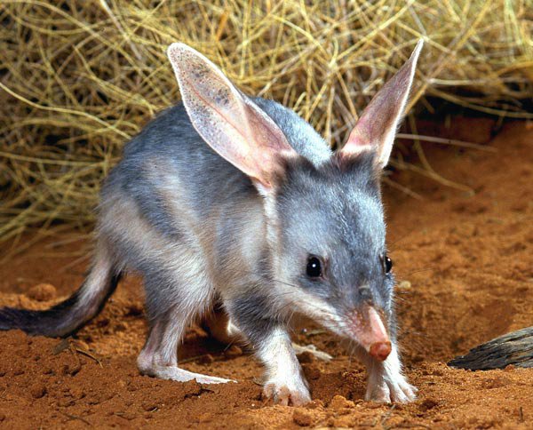 As it’s #Easter weekend, here’s a thread about Australia’s native version of the Easter Bunny – the bilby! #BilbiesNotBunnies

Pic: Haigh's
