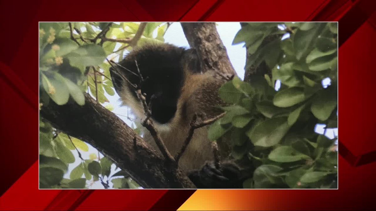 There is some mysterious monkey business going on in North Miami Beach bit.ly/2Gi9ODn?utm_so… https://t.co/mlUOOcYtRD