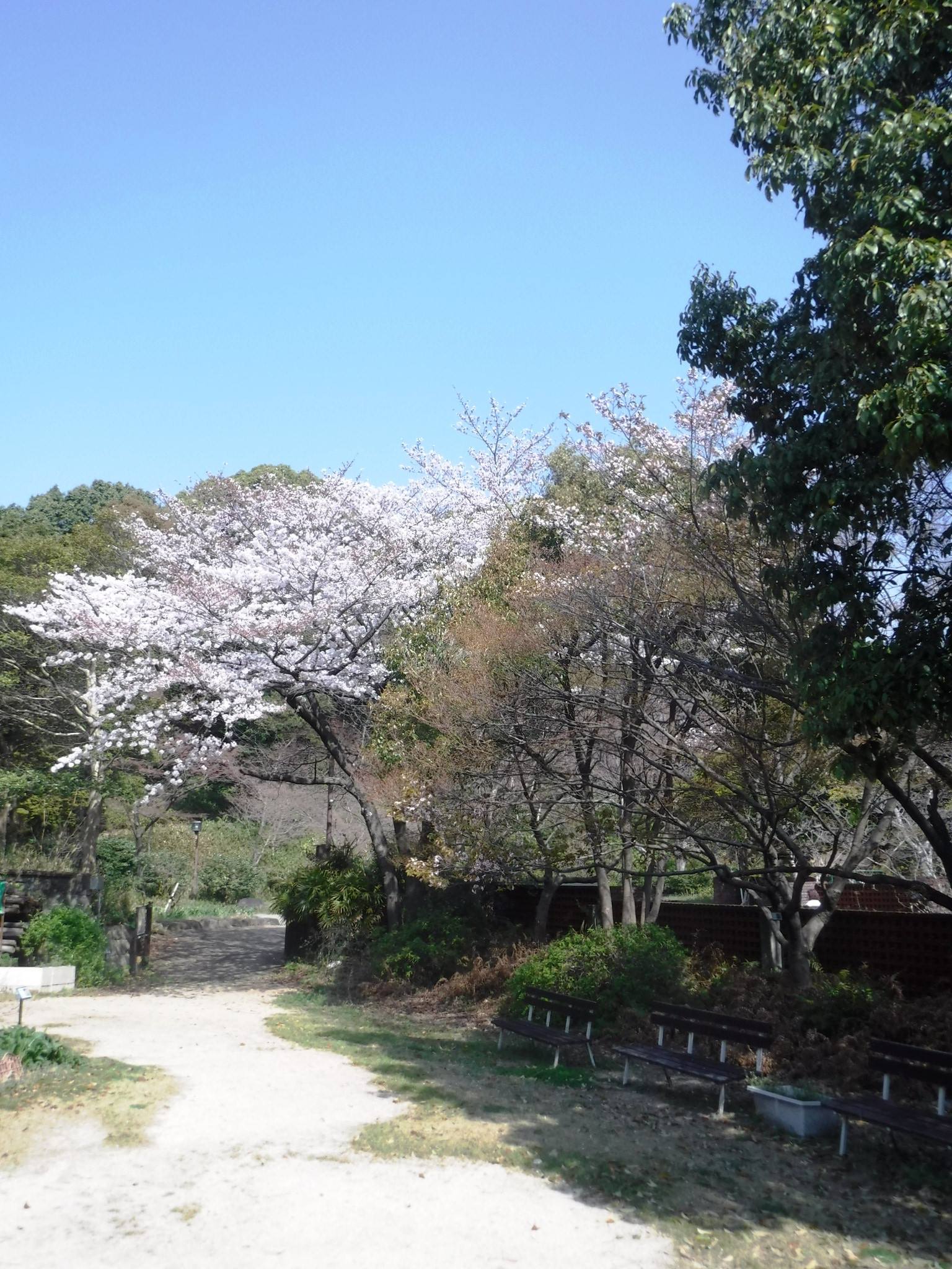 神戸市広報 こちらは須磨離宮公園の桜の様子 T Co D2b3gr1abh T Co Bstvddb2ha Twitter