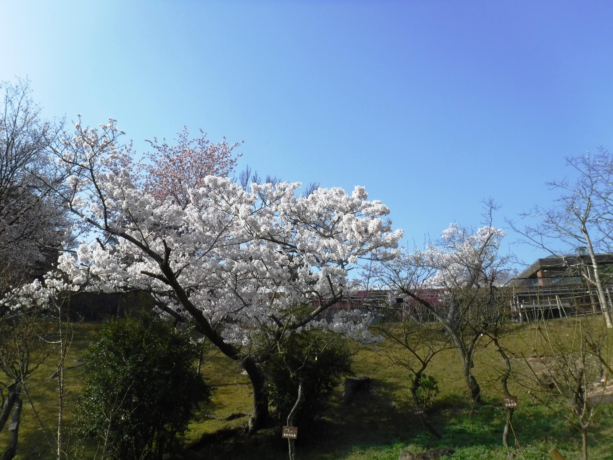 神戸市広報 こちらは須磨離宮公園の桜の様子 T Co D2b3gr1abh T Co Bstvddb2ha Twitter