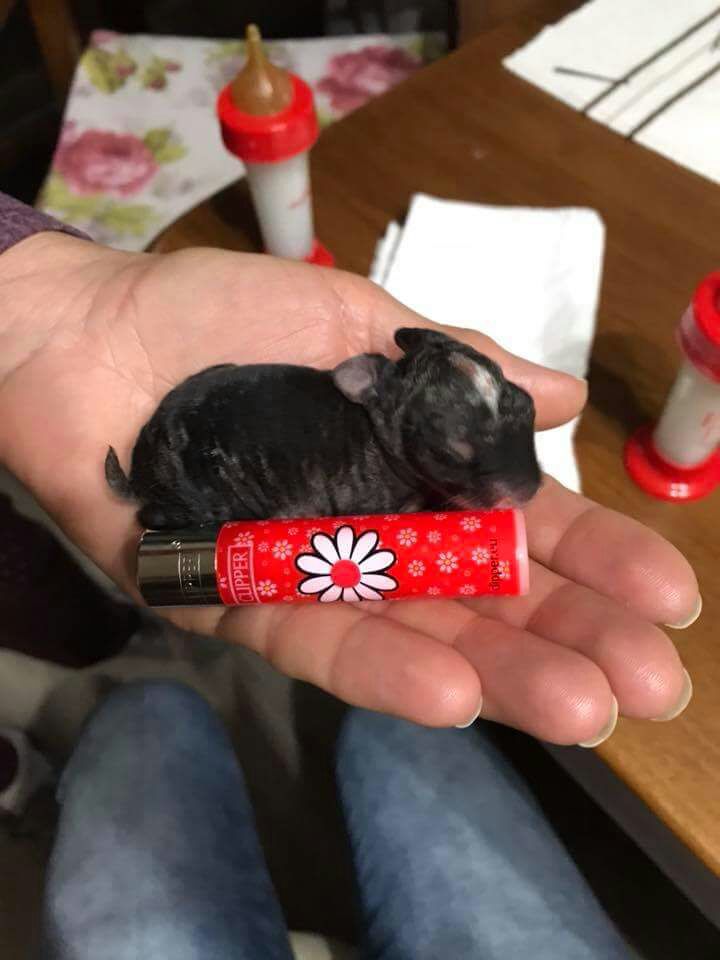 launidad5's tweet photo. Se buscan casas de acogida en Madrid para estos bebés 🐇🐇 tirados en el contenedor de basura como si sus vidas valiesen una mierda 😭💔
Por favor si no puedes acoger DIFUNDE!! RT RT RT 🙏
Contacta con ⬇️⬇️
@salvando_peludo https://t.co/oTBnsiUJd0