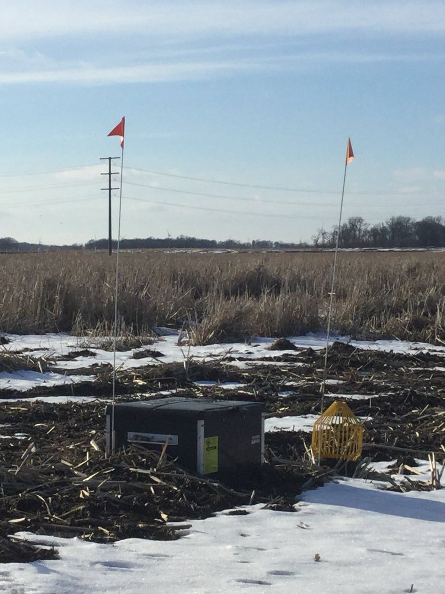 WINDLOCKEDLLC's tweet image. Hoping they blocked the tile intake so it fills back up for mating and nests.#windlocked #powerlines