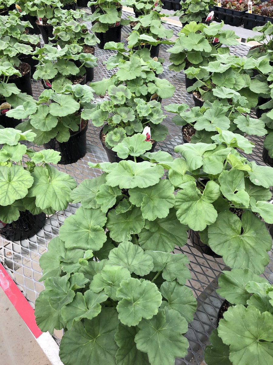 drkristynjones's tweet photo. This spring break, #norristitans students @libbietheblonde and Meghan are working hard to grow great plants!! @norris_ffa #neaged https://t.co/r5ycSG2e8t