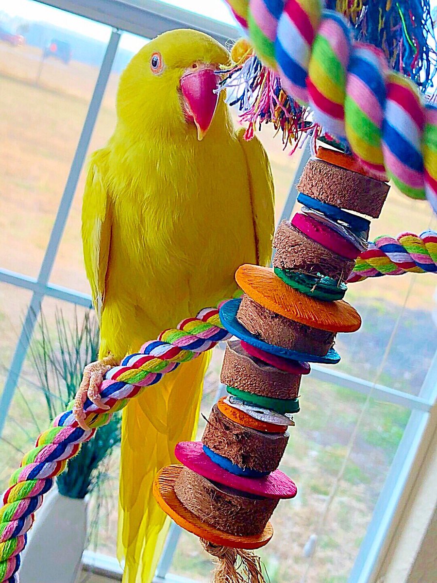 tracicarroll_'s tweet photo. Did someone say Easter ๐ฃwas coming!?! Whereโs the PEEPS, LaPeep asks!! #wenamedheraftermarshmallowpeeps #yellowpeeps #peepseaster #easter #tracicarroll #loveyourparrot #easterbird https://t.co/fHTD0hlhaU