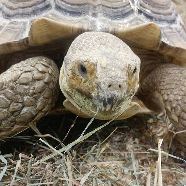 CanadaPetExpo's tweet photo. Bulldog the Tortoise and his pals are at the show ready to meet you! 🐢

#tortoise #canadianpetexpo #springcpe https://t.co/kT5KJVYclu https://t.co/LYZuqGefTV