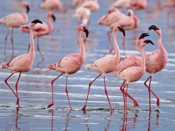 hdvFLAMINGOS's tweet photo. @AquaholicsTM We also like taking group pictures https://t.co/dV5rFeIels