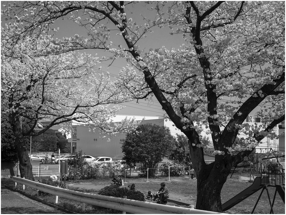 Busking in the Sun
#cherryblossom #townsnap #machida #weekend #spring #bnw_photografare #bnw_jrengjreng #bnw_life #bnwlife #bnwphotography #bnw_lovers #bnw_japan #Japan #ef40 #f5 #写真撮ってコー