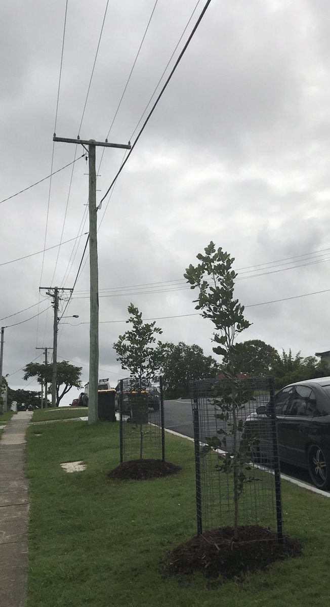 39loulou's tweet image. #BCCfail plants trees under power poles when, after approving multi-level units, Atthow Parade needs a wider road.