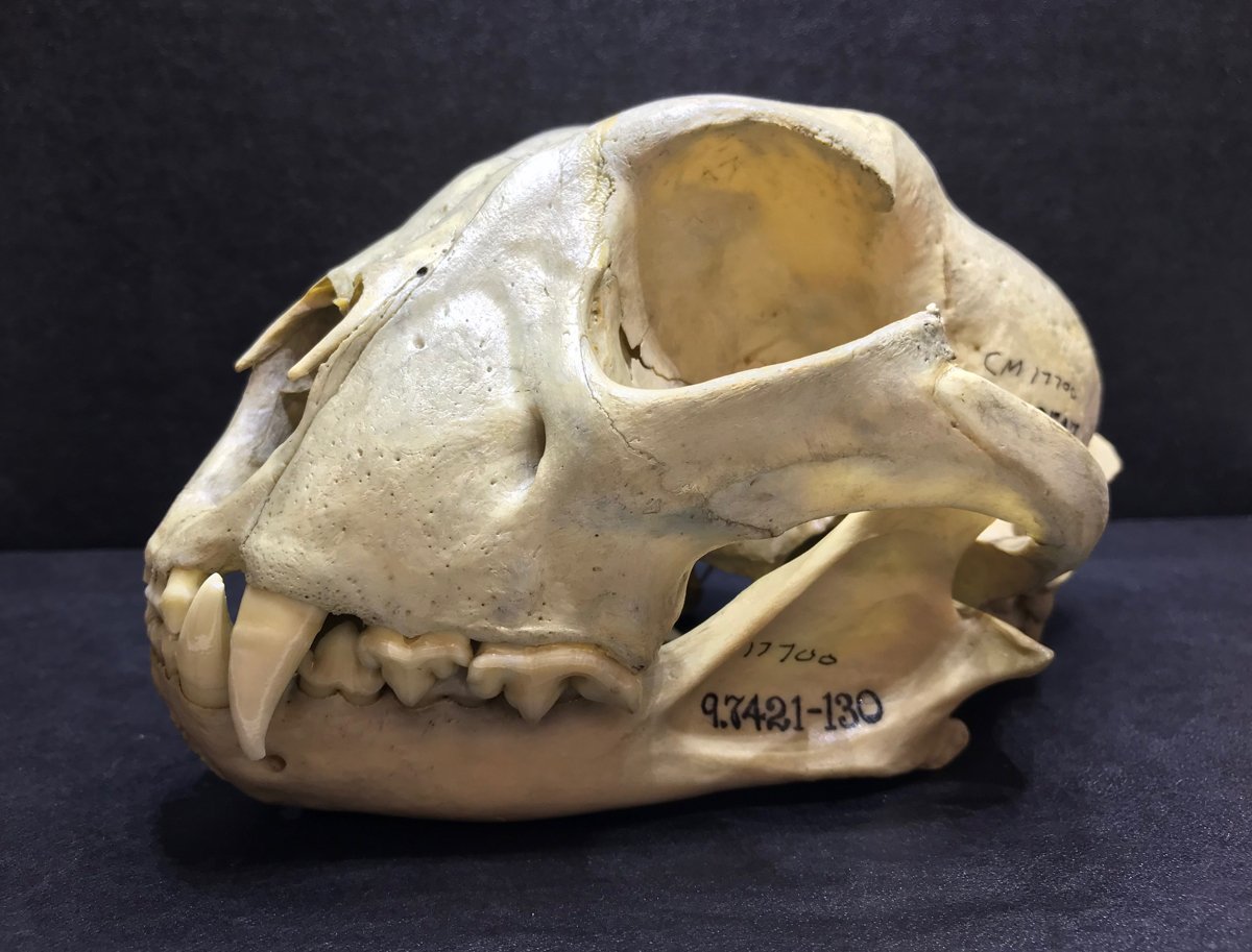 CMNH Zoology (@CMNHzoology) / Posts / X