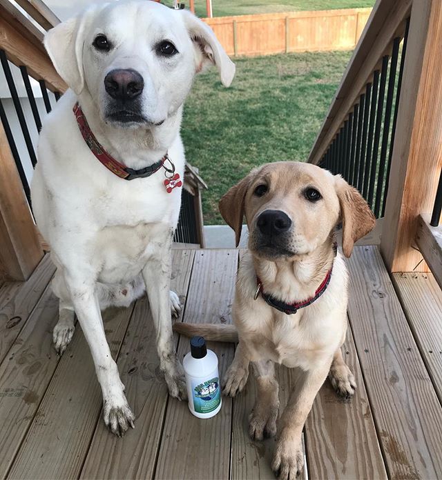 Pre April showers still bring May flowers right? KC and Piper had fun in the mud tonight when I turned my back for 5 seconds 😳. They are lucky I have lots of Odor Universe Pet Shampoo on hand. This is our second bath this week 🙄, they are lucky they … ift.tt/2uwSnK3
