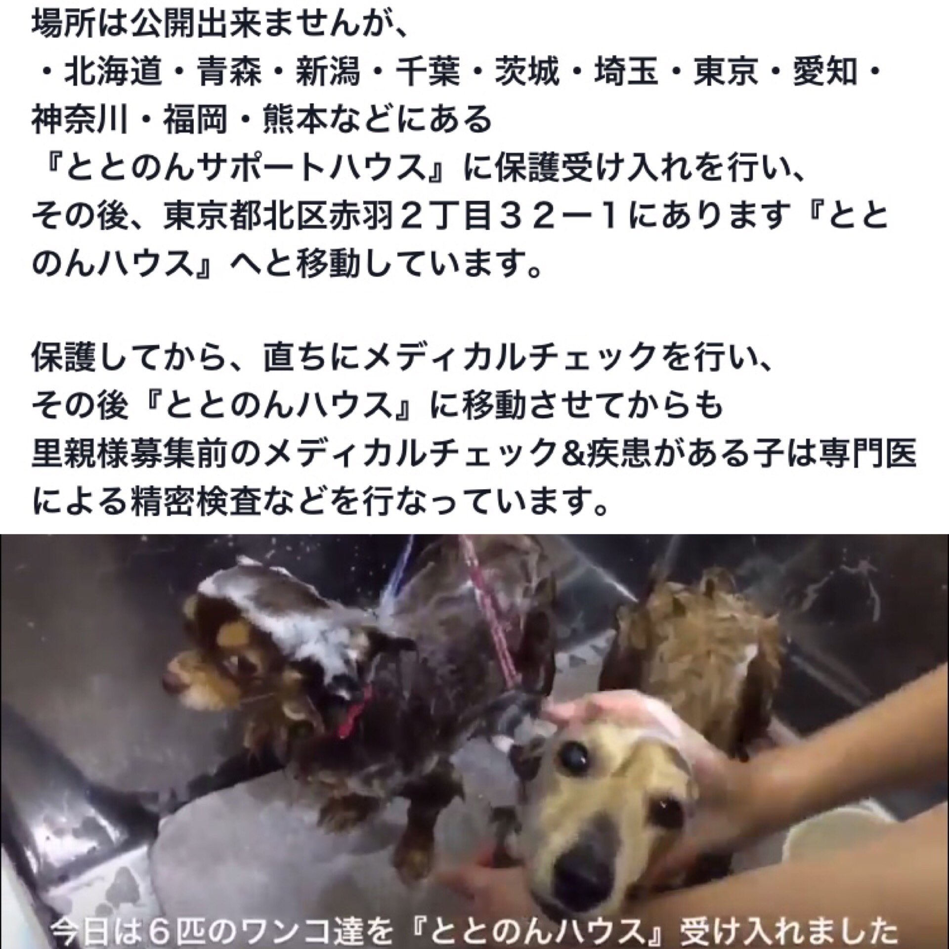 りあ 5つの自由 For Animal ティーカップは未熟児で無理に作る為疾患や奇形の子ばかりで多くは処分されています 触れ合える施設は赤羽だけですが責任感が強く信頼できる方には全国に譲渡しています 保護犬 譲渡会 トイプー ダックス 佐賀
