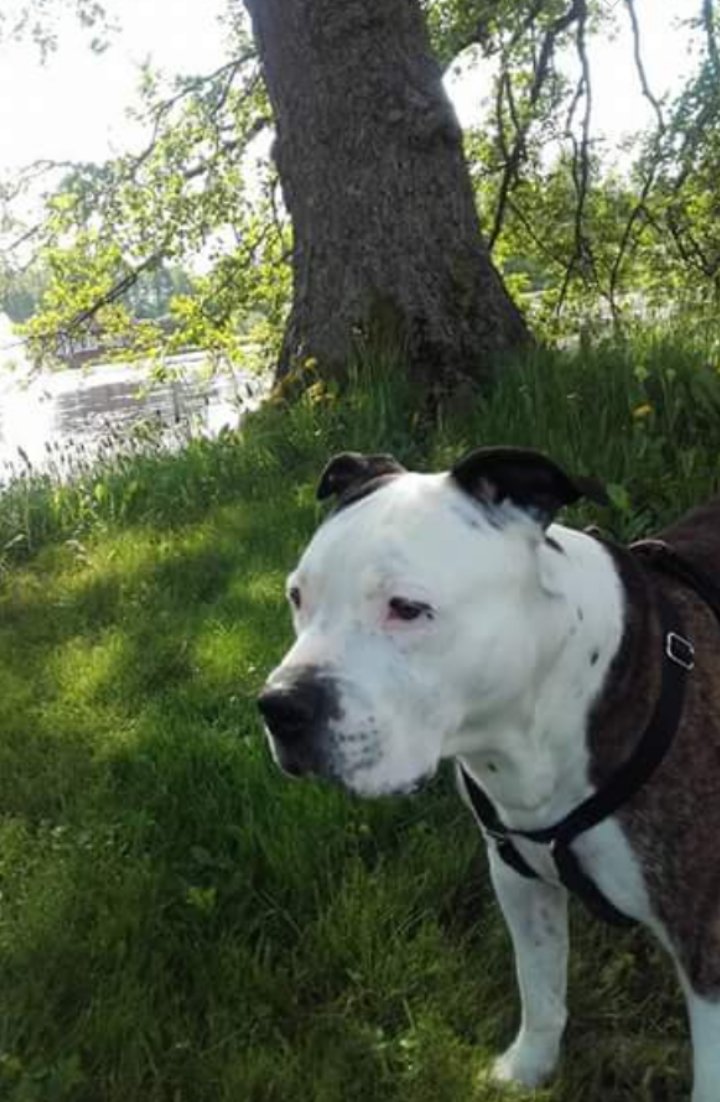 Cuiet426's tweet photo. I just want to show my dog He is my life companion Sense 13 years He's name is Bull #BullTheDog https://t.co/TQkOMOxDqN