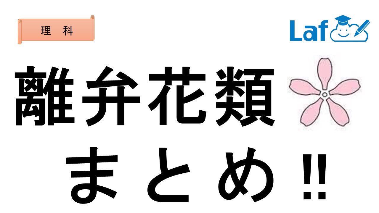 高校受験対策laf先生 中1理科 離弁花類 離弁花類でテストによく出る エンドウ サクラ アブラナ を効率よく覚えよう 遠藤さくらの危ないリベンジ 遠藤 エンドウ さくらの サクラ 危ない アブラナ リベンジ 離弁花類 理科