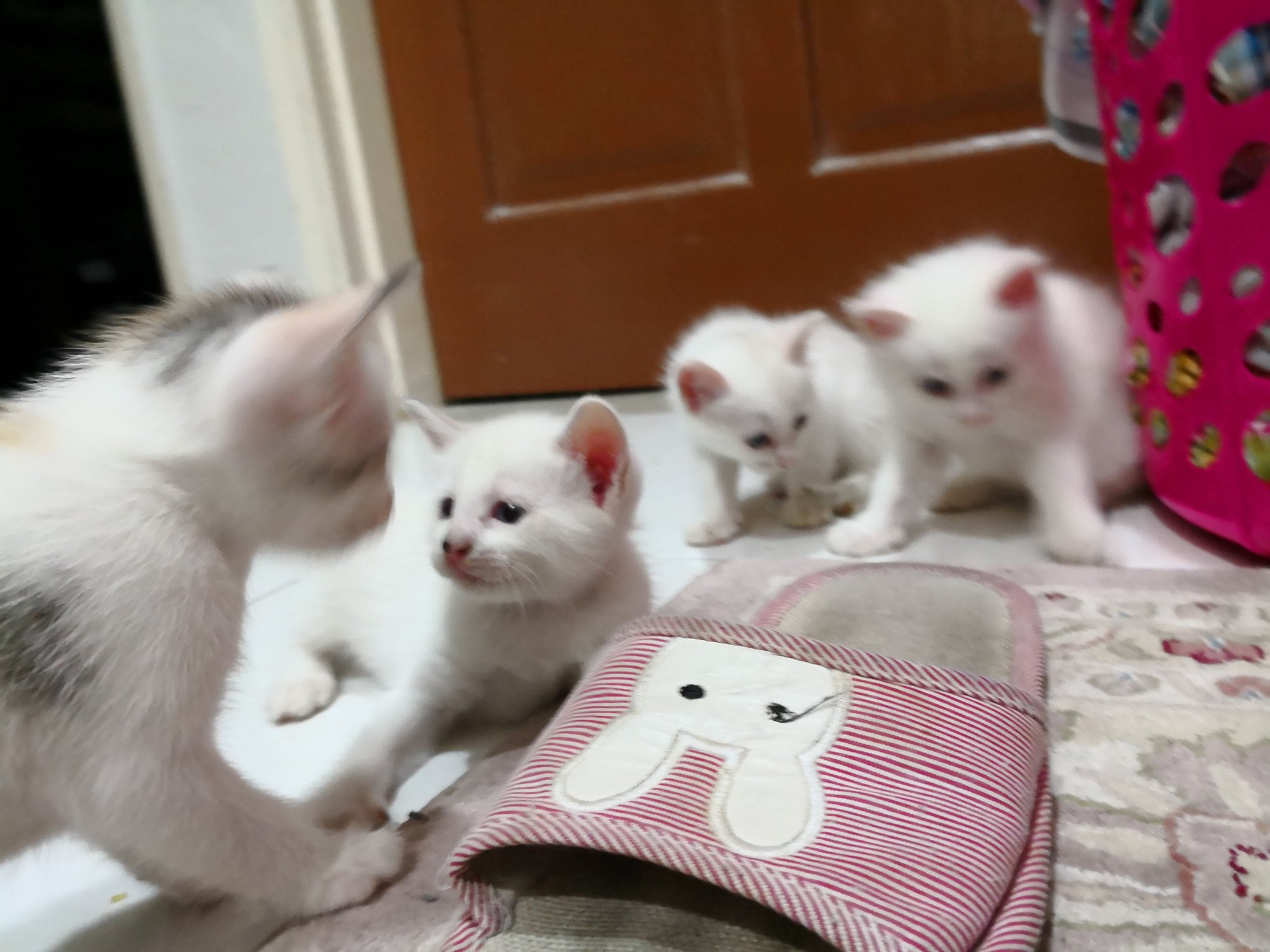rai on Twitter: "Ada sesiapa berminat nak bela kucing?…