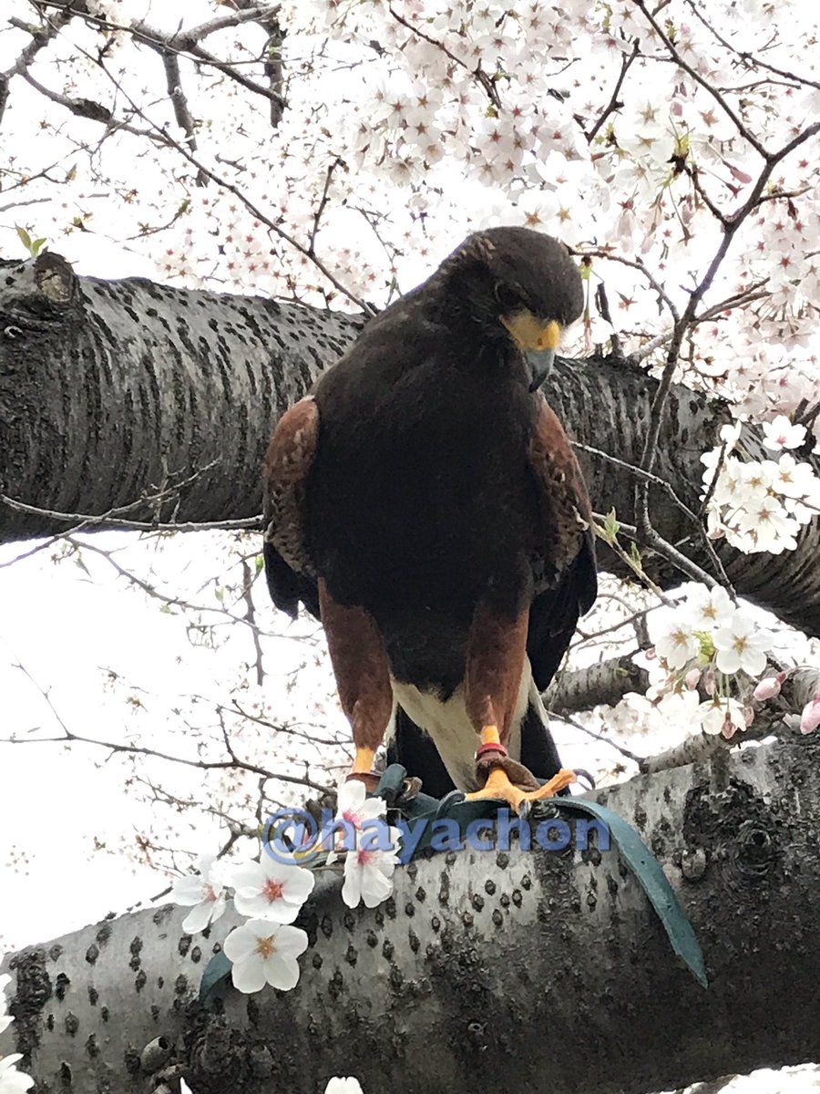 はやちょん カッコイイ彼氏 鷹 とお花見 ハリスホーク 鷹 猛禽類 桜 お花見 はやちょん カッコイイ彼氏 鷹 とお花見 ハリスホーク 鷹 猛禽類 桜 お花見