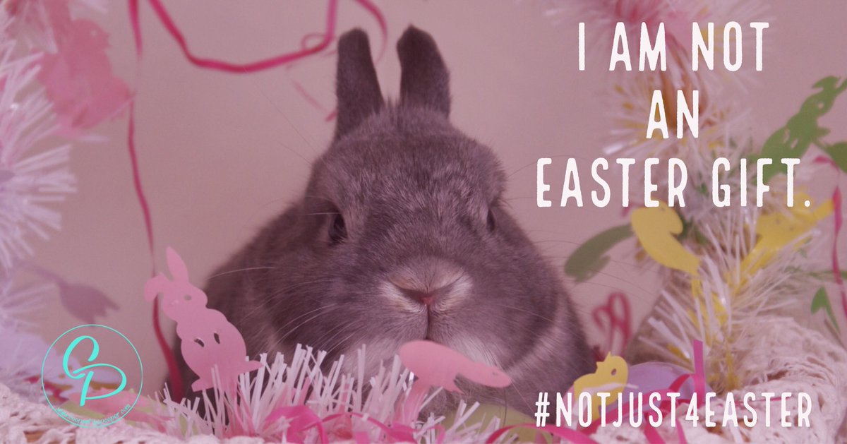 CooperDpooper's tweet image. Easter is this weekend. The worst time for rabbits as they are given as gifts. A rabbit is not a toy, they are a 10+ year commitment. If you want to gift a cute bunny, then buy a plush rabbit and give the real rabbit a chance at life! #notjust4easter #notatoy #adoptdontshop