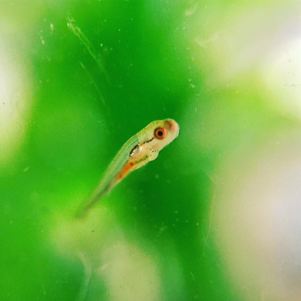 ヤマシタヒトシ 金魚の赤ちゃんが生まれてから約10日 この間に水槽内ネットでは安全に飼えないと判断し水槽周りのレイアウトを変更し別水槽へ 第二弾の産卵もあり稚魚が沢山 まだまだ小さいけど元気よく泳いでくれるし 餌も食べている様子 金魚の