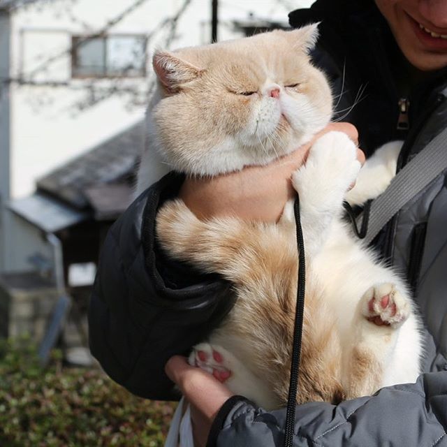 おじさまと猫 まさねこ日記