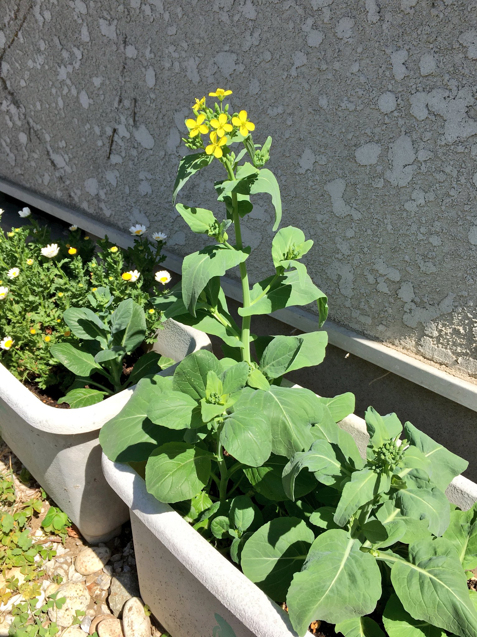 Haow ハオ Sur Twitter Jaで買った小松菜の根っこをプランターに植えておいたら お花咲いた うふっ おひたしにしちゃおう T Co L3bkpmkiji Twitter Haow ハオ Sur Twitter Jaで買った小松菜の根っこをプランターに植えておいたら お花咲いた うふっ おひたしにしちゃおう T Co L3bkpmkiji Twitter