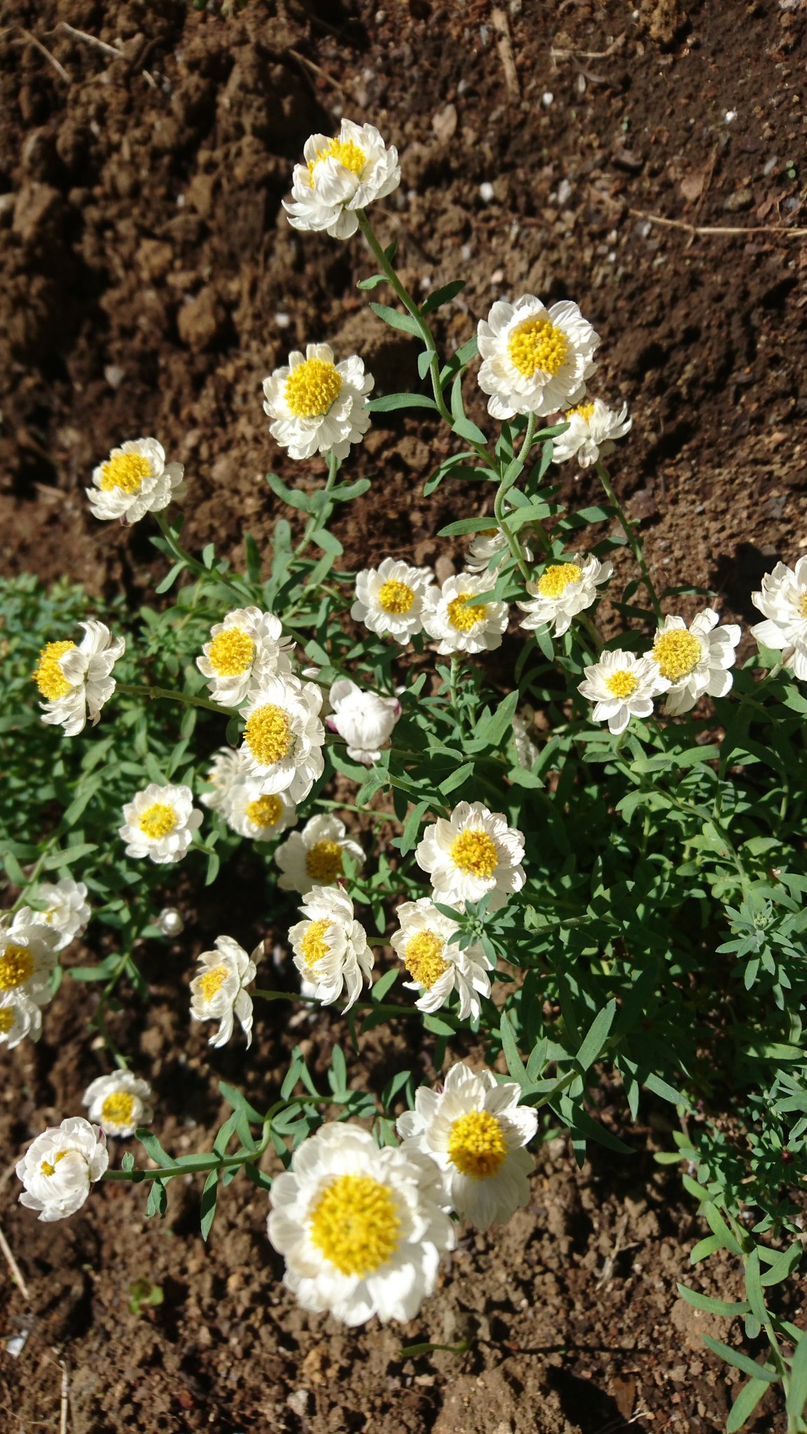 和葉 ヤグルマギク ボロニア ヘテロフィラ 花簪 薄紫色のアスパラの新芽