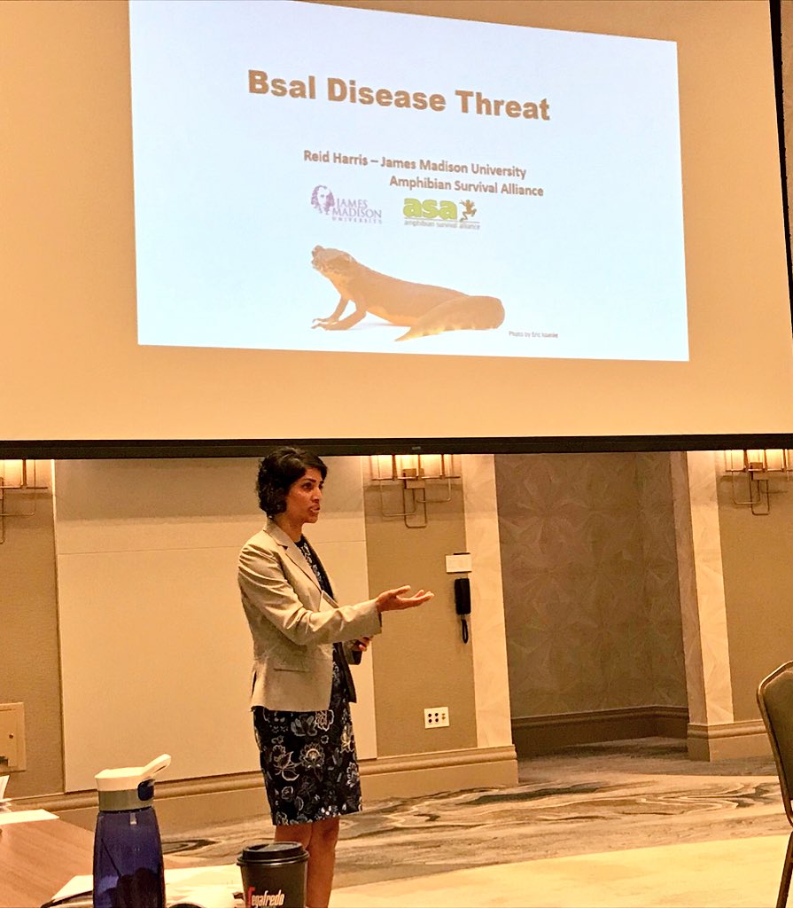 ToadallyPriya's tweet photo. Today, @Janthino &amp; I presented the latest on #Bsal research &amp; policy to US agency leaders at the Fish &amp; Wildlife Health Committee of the North American Wildlife &amp; Natural Resources Conference. 

Awareness is a step toward preparedness.
#SciComm #PolicyComm https://t.co/M1Ww6modrn