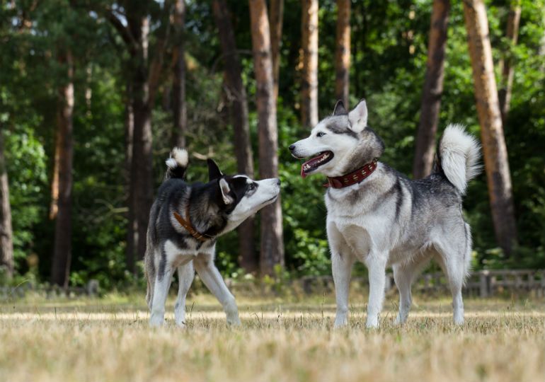 RedFernDogs's tweet image. Make sure to play with your furry family member today.
_____________⠀⠀
Follow @redferndogs⠀⠀

______________________⠀⠀