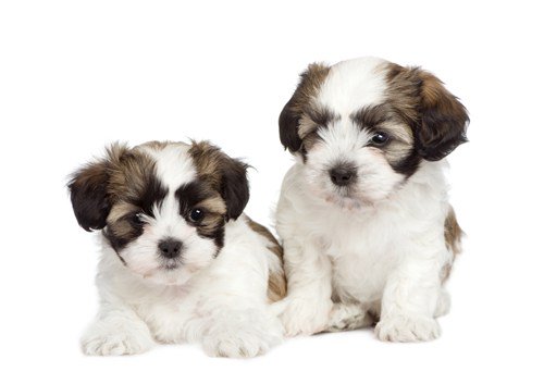 dogtrainingby's tweet photo. Dog Training By Video Puppy Socialization https://t.co/qBcX5Yn98J #PuppyTraining https://t.co/uEIvH8nOY1
