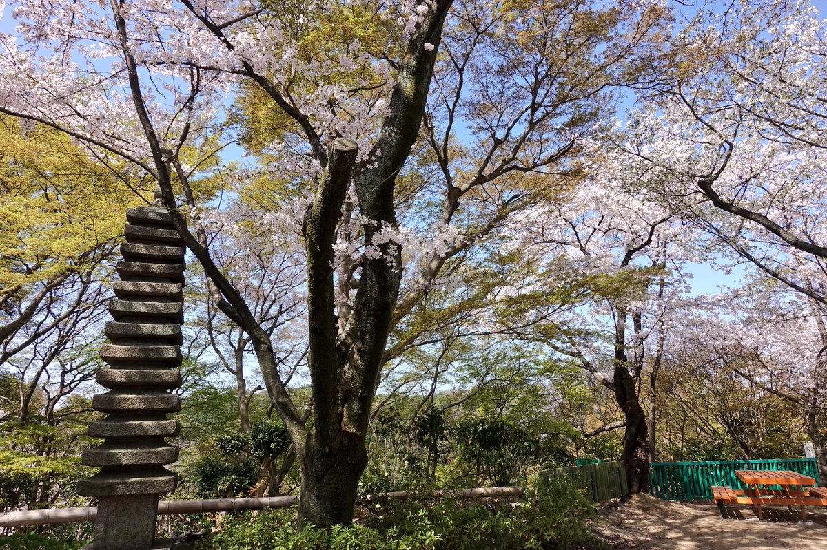 Suizou 男山展望台の桜も満開です
