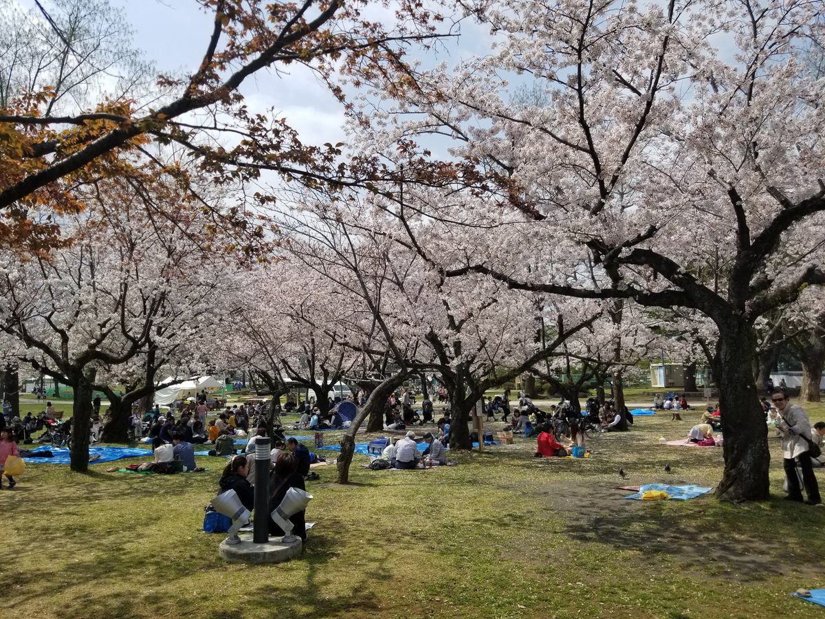 Kuboshi בטוויטר 駿府城公園にポケgoしに来たら静岡まつりやってた 桜も満開 お花見楽しそう Kuboshi בטוויטר 駿府城公園にポケgoしに来たら静岡まつりやってた 桜も満開 お花見楽しそう