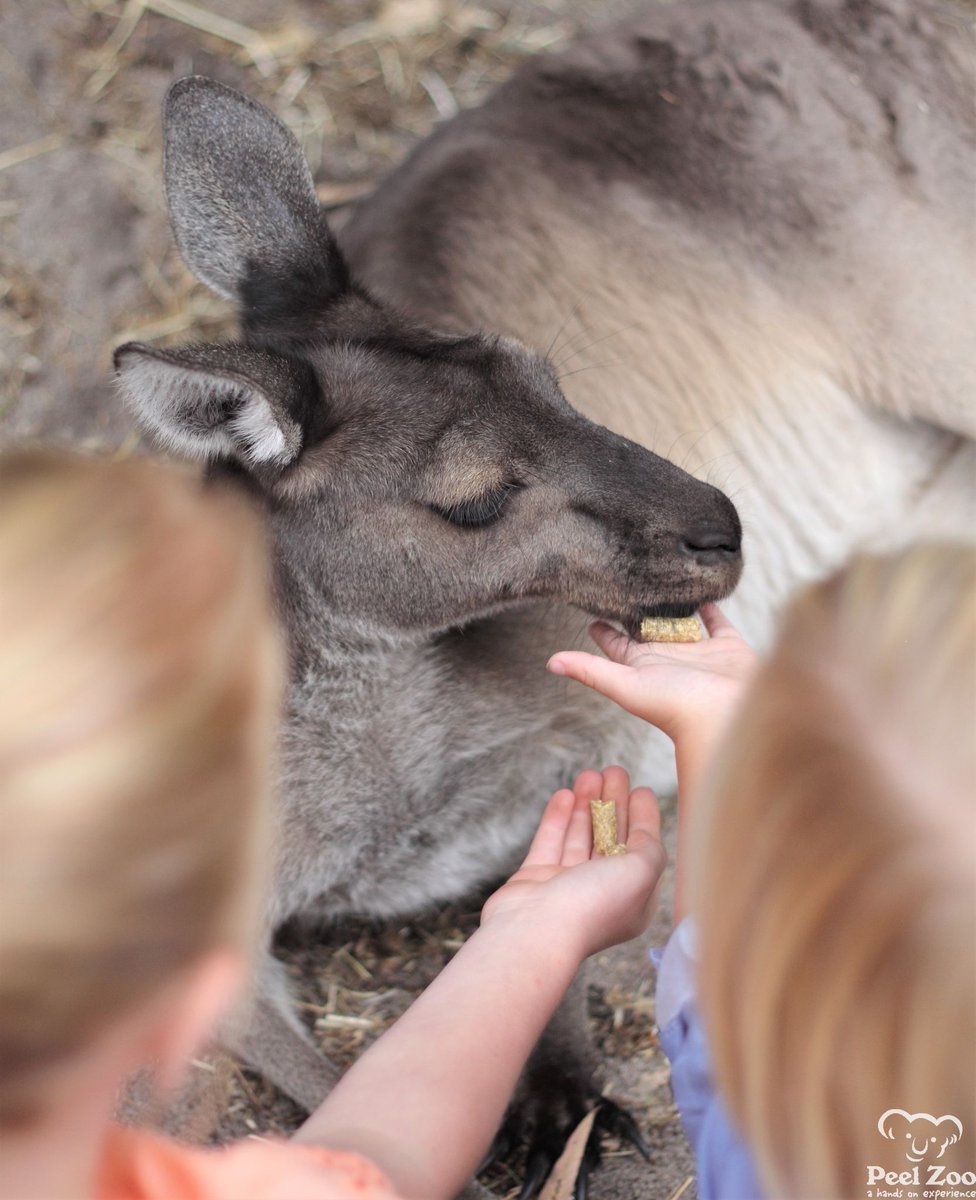 PeelZoo's tweet image. Don&apos;t have any plans this long weekend? Check out our jam-packed schedule of activities ALL included in your admission fee. For further information visit our Facebook page #peelzoo #perthweekend