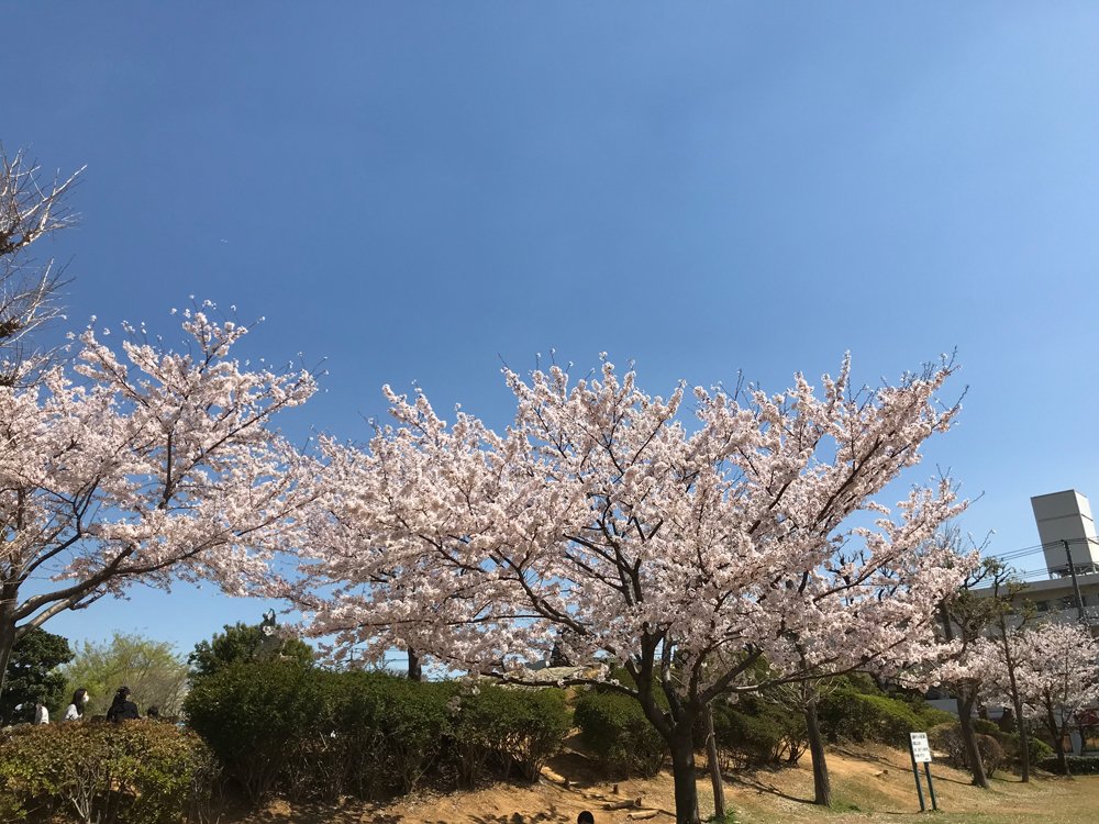 行徳新聞 ベイちばinfo 本日の 南行徳公園 えんぴつ公園 桜満開です お花見マップが載っている行徳新聞3月30日号は 南行徳公園向かい 行徳新聞を発行している 明光企画1階ラックからもご自由にお持ち帰りいただけます 行徳新聞 お花見